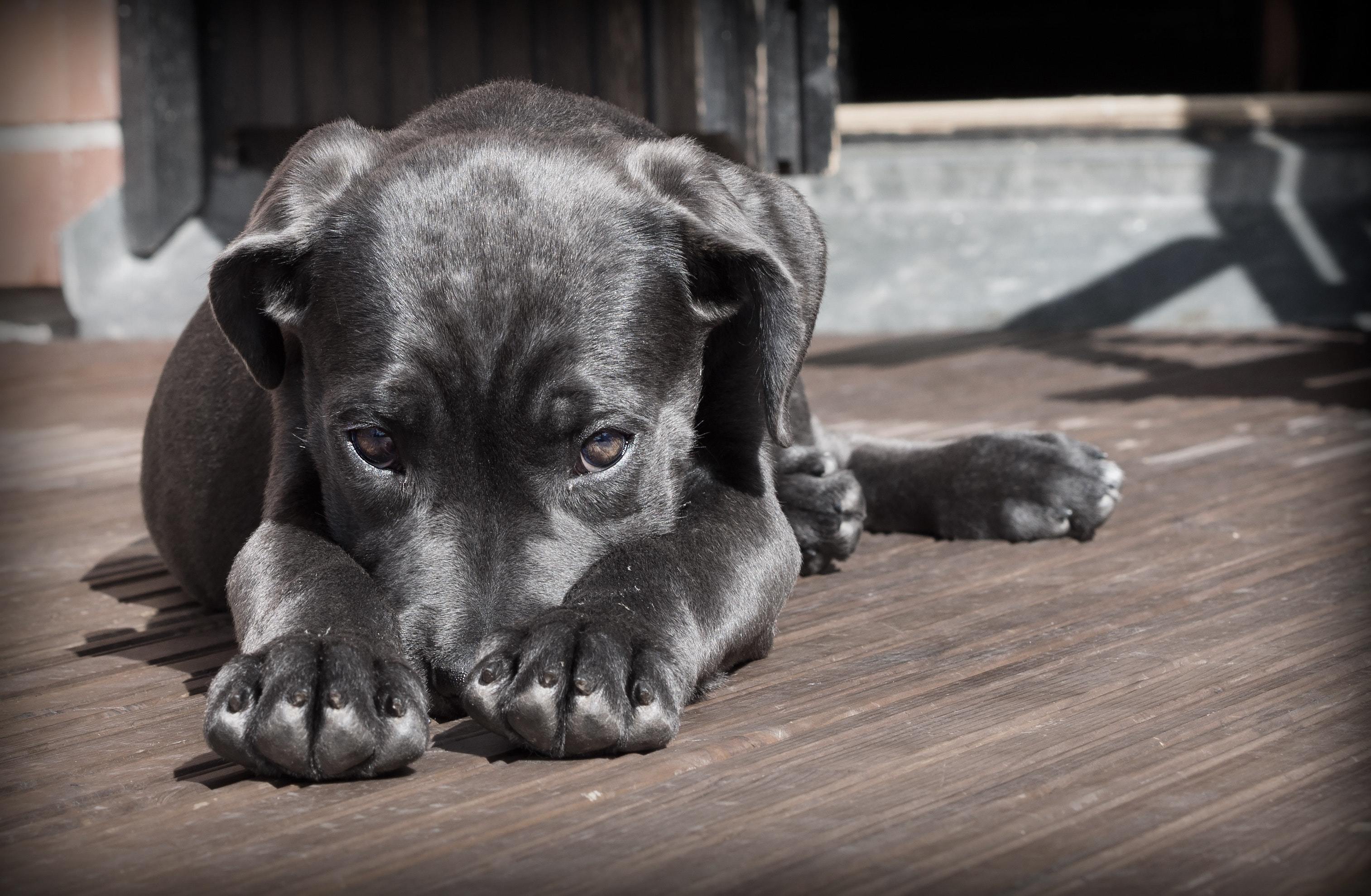sad dog