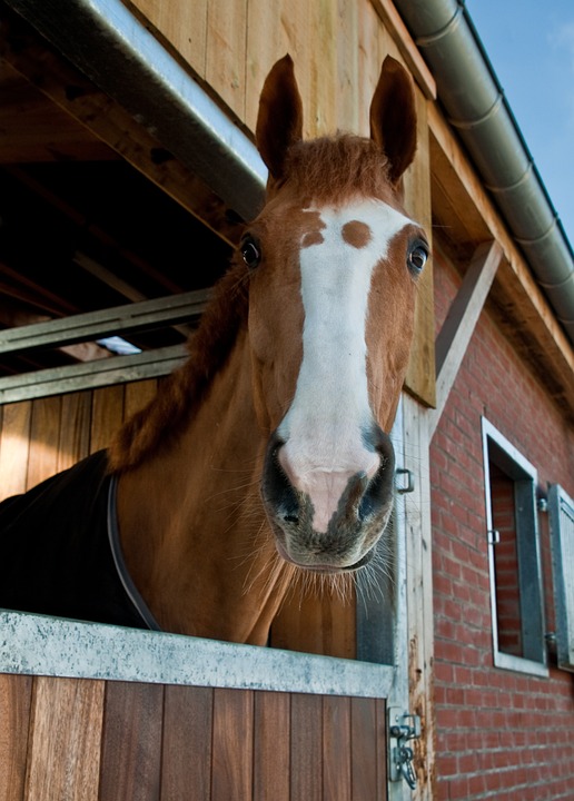 A curious horse pokes its head out of a window at a boarding facility