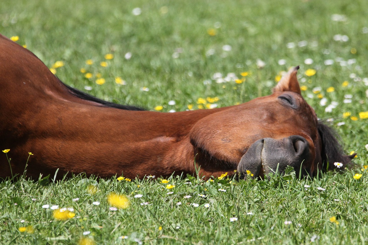 A horse lies injured on the ground after a riding accident.