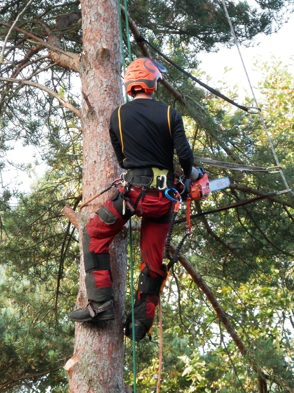 Logger wearing harness and ropes ascends a tall tree