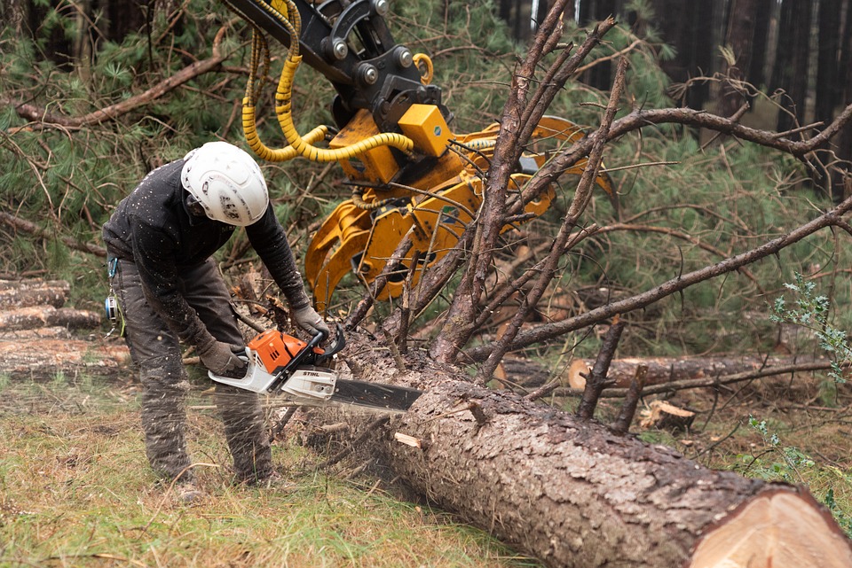 Logger uses chainsaw to cut downed tree