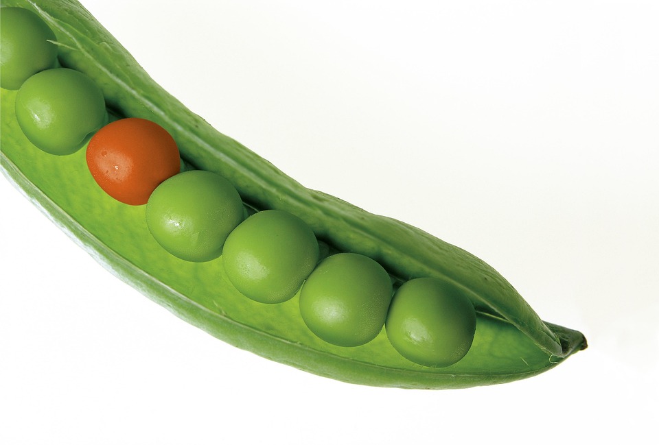 One red pea stands out among green peers in a pod.