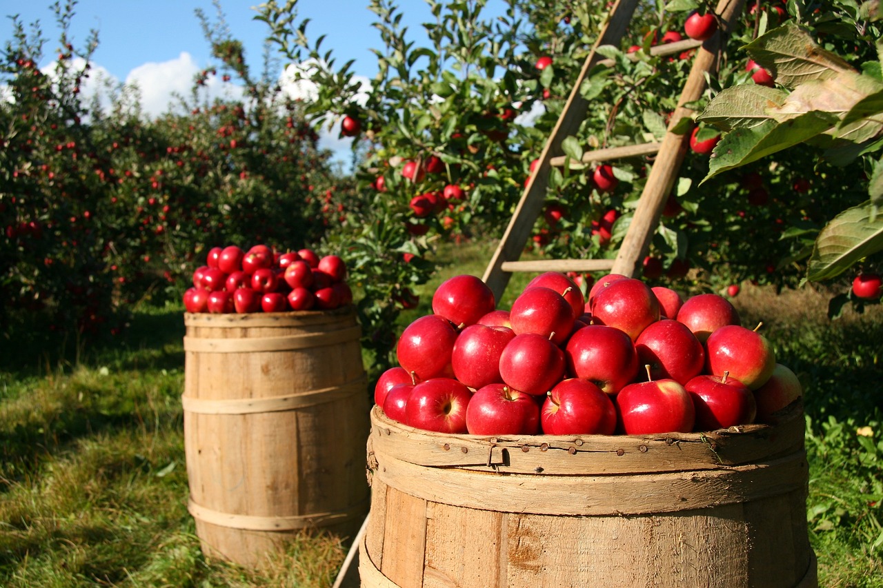 Apple harvest in progress: ripe fruit being collected.