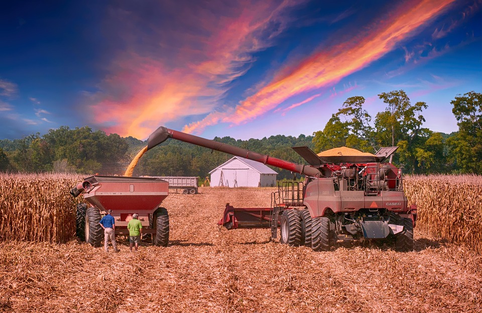 Agricultural team oversees combine harvester operation.