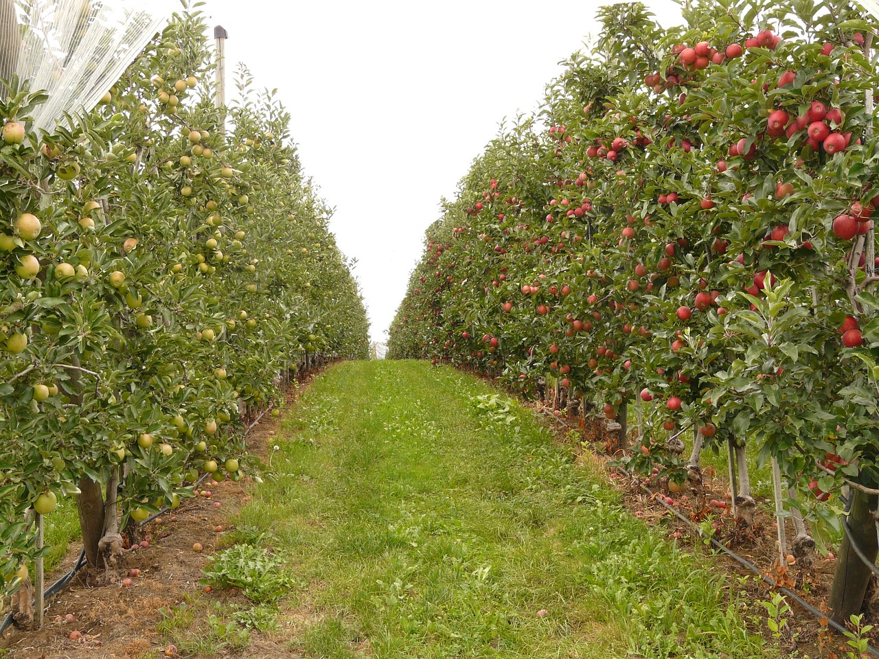 Lush rows of apple trees in an orchard, laden with ripe fruit.