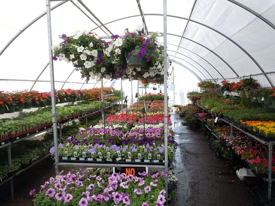 Colorful blooms flourish inside a greenhouse.
