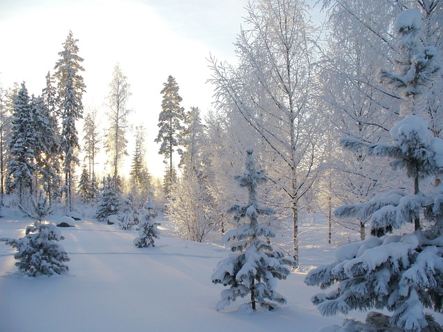 Heavy snowfall blankets a Christmas tree farm.