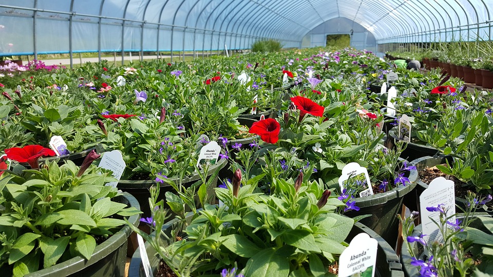 Colorful flowers on display in a greenhouse.