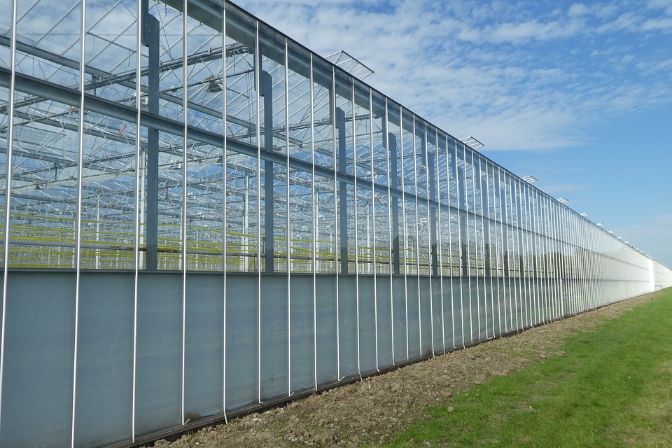 Large-scale greenhouse operation for commercial plant cultivation."