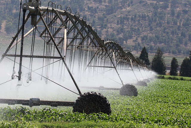 Sprinkler system in operation, watering crops in a lush green field.