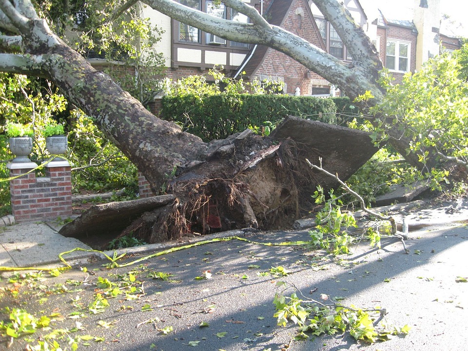 Storm damage at landscaping site: trees bent over and uprooted.