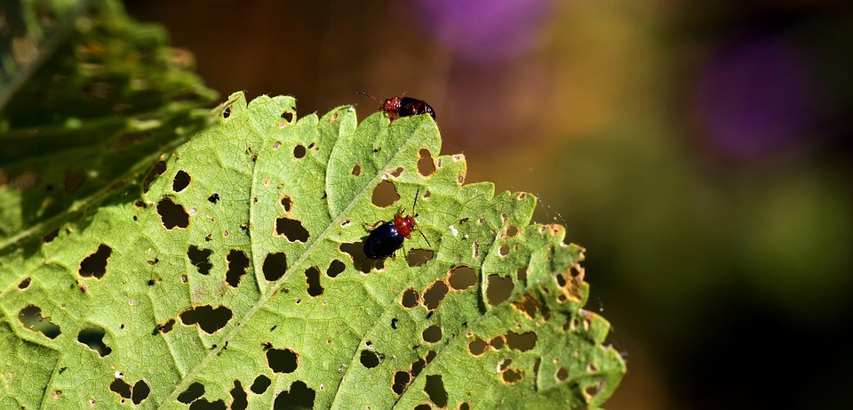 Pests infesting plants in a nursery