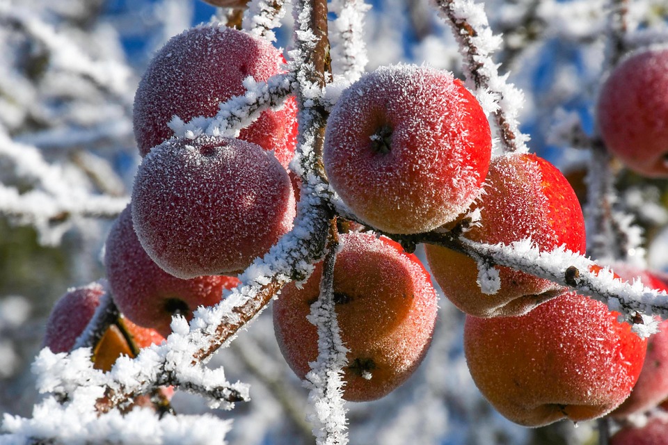 Frost blankets vulnerable apple crop, threatening entire harvest.