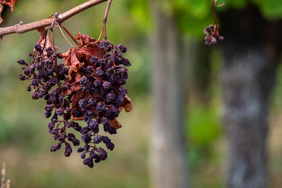 Grapes wither on the vine, ravaged by extreme weather conditions.