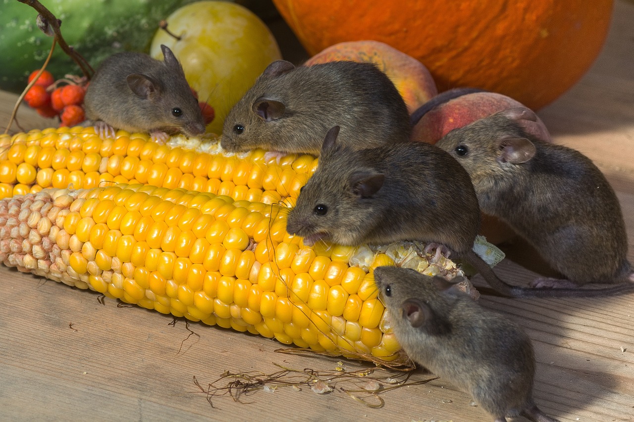 Rats feed on corn