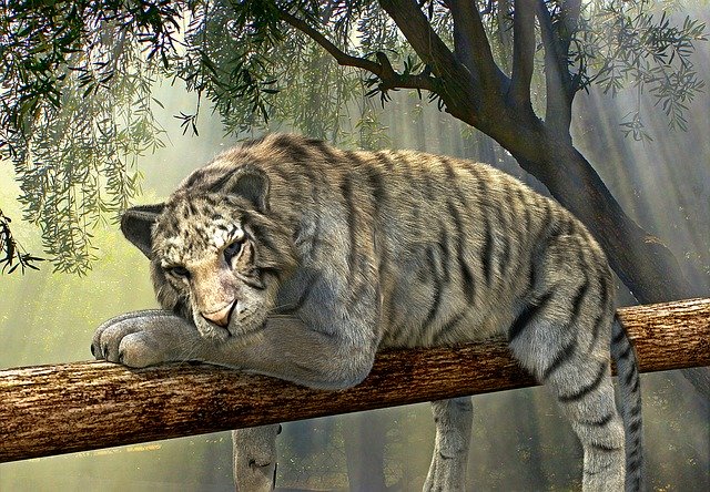 tiger in the wild