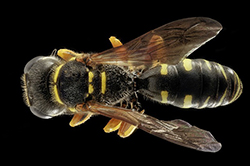 Pest control worker facing on-the-job injury and chemical exposure risks