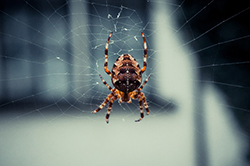 Pest control business owner comparing insurance options