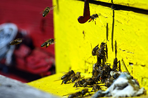 Pest control technician applying treatment inside a structure