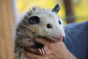 Pest control documentation and service liability planning